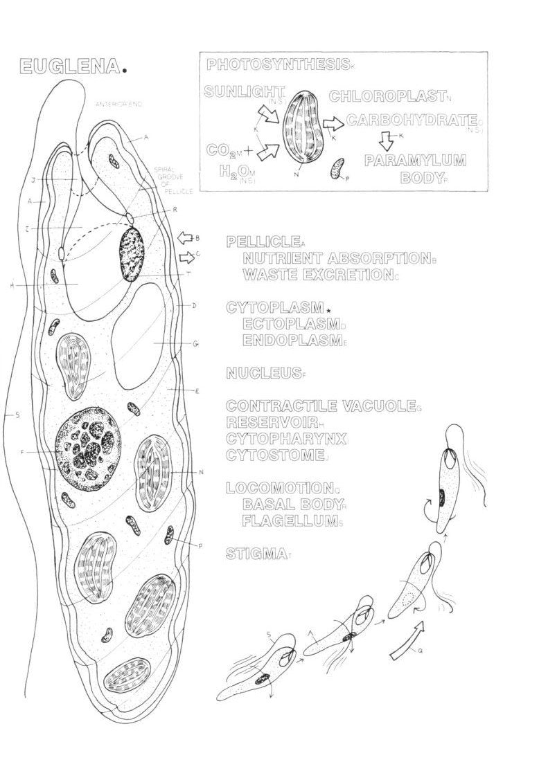 The Zoology Coloring Book Paperback