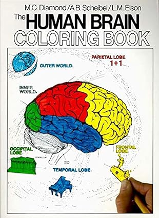 The Human Brain Coloring Book: A Coloring Book (Coloring Concepts) Paperback
