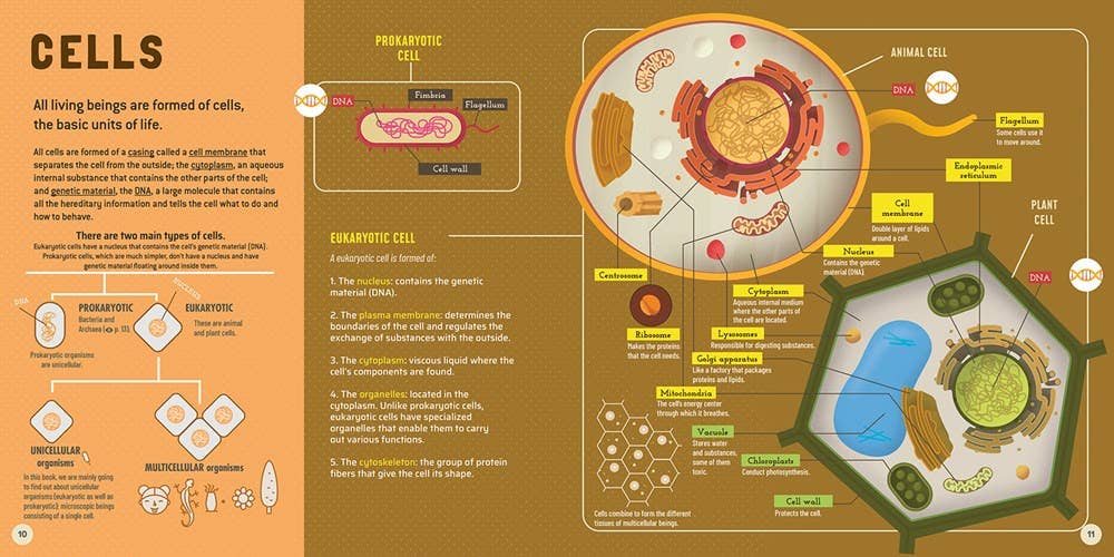 My First Book Of Microbes