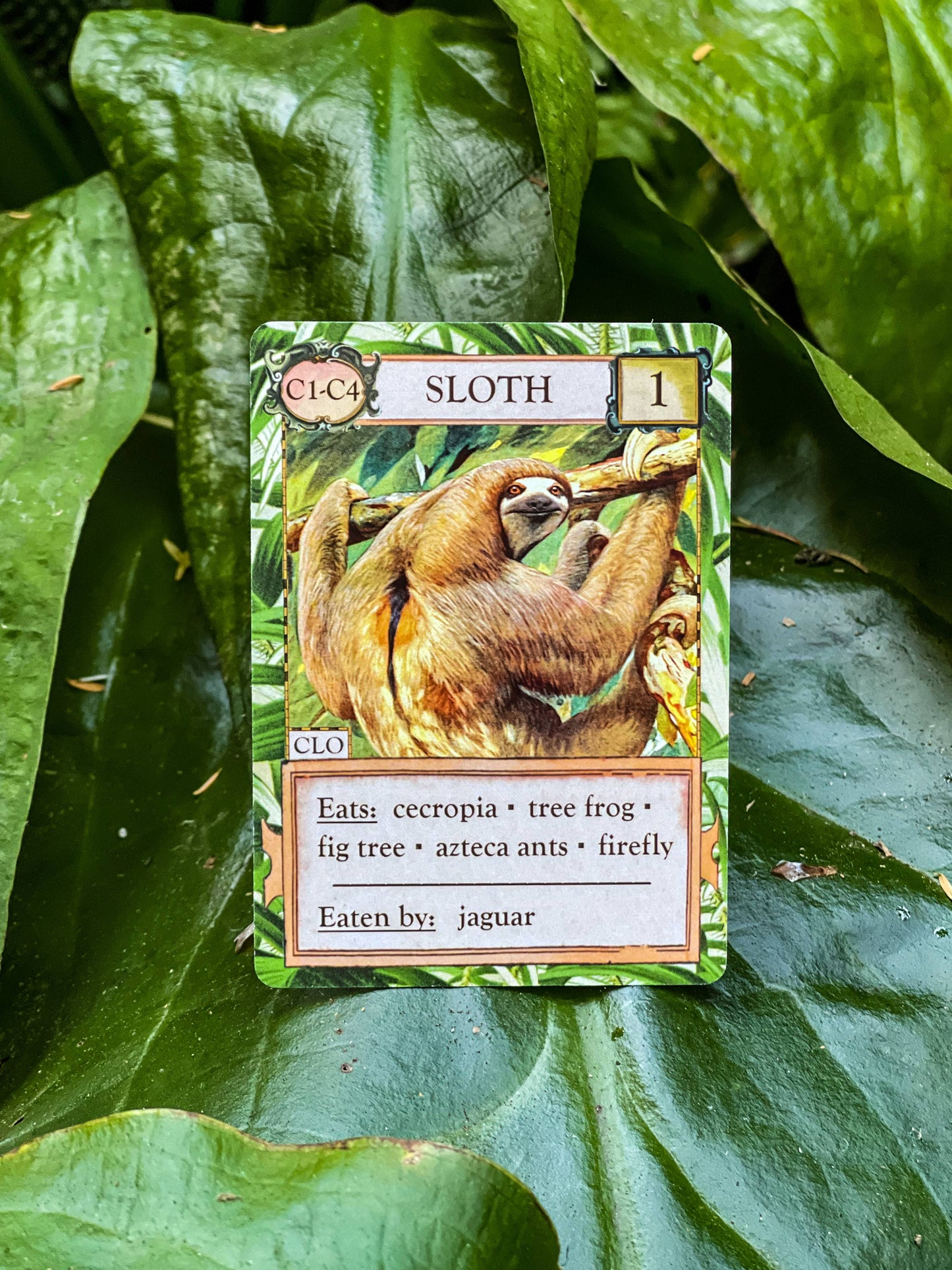 Ecologies: Hidden Habitats Card Game