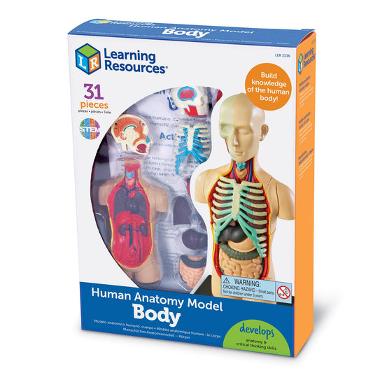 Human Body Anatomy Model
