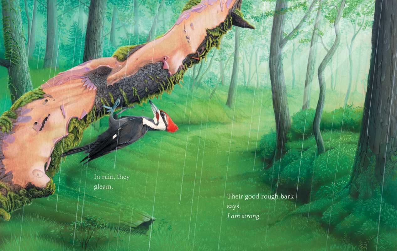 Simon & Schuster - Trees by Tony   Johnston: Hardcover; 40 pages / English