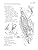The Human Brain Coloring Book: A Coloring Book (Coloring Concepts) Paperback