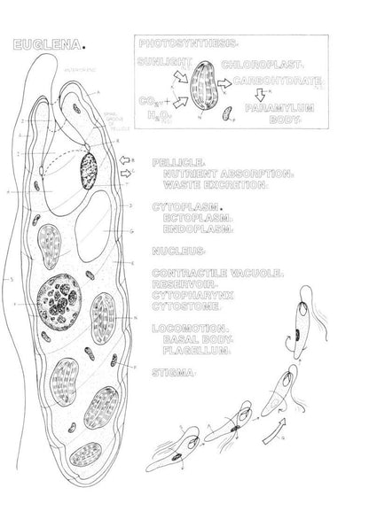 The Zoology Coloring Book Paperback