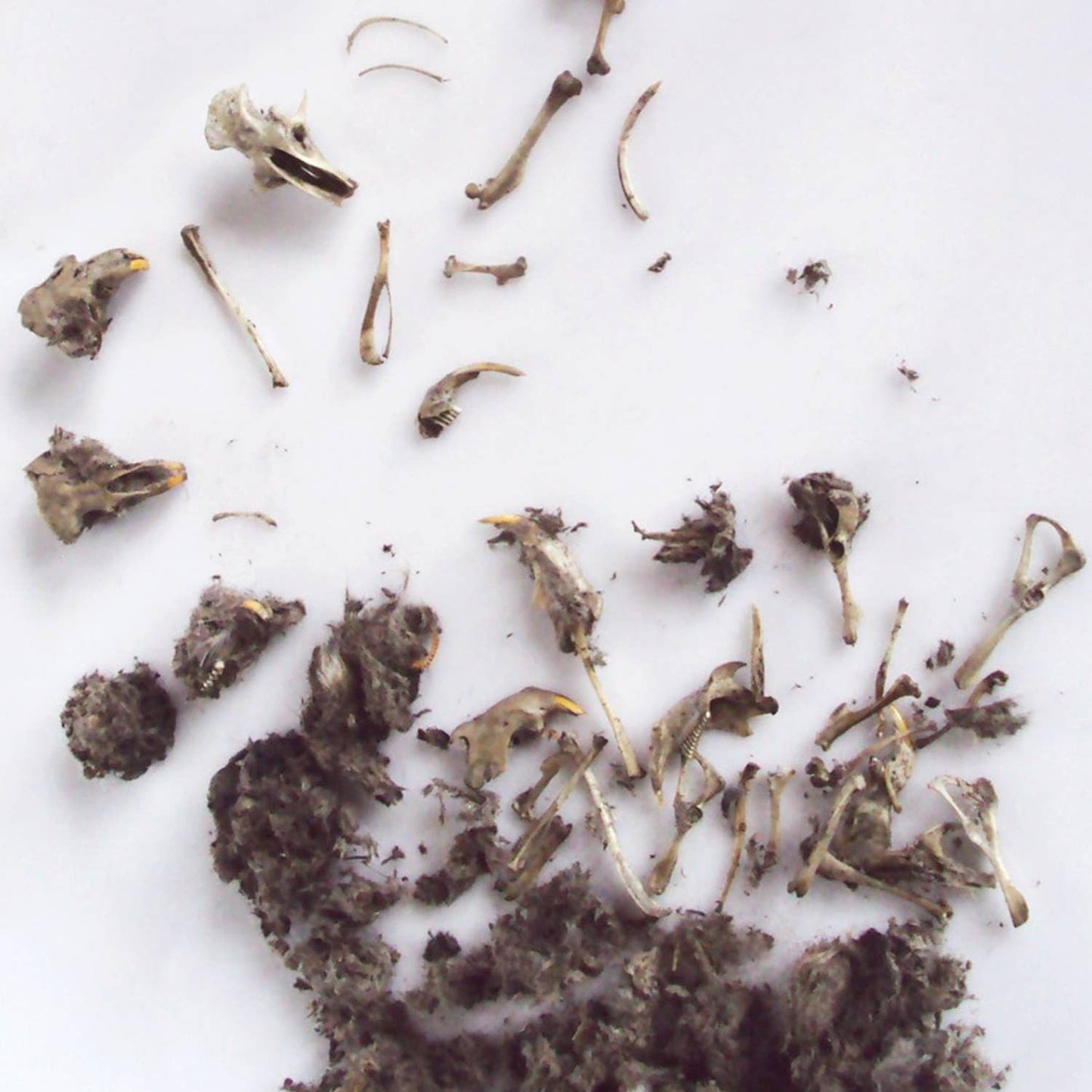 Single Owl Pellet | Compact Curiosities Dissection Kit Science Demo