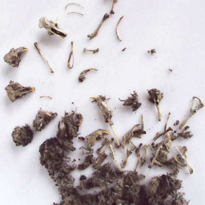 Single Owl Pellet | Compact Curiosities Dissection Kit Science Demo