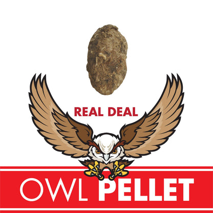 Single Owl Pellet | Compact Curiosities Dissection Kit Science Demo