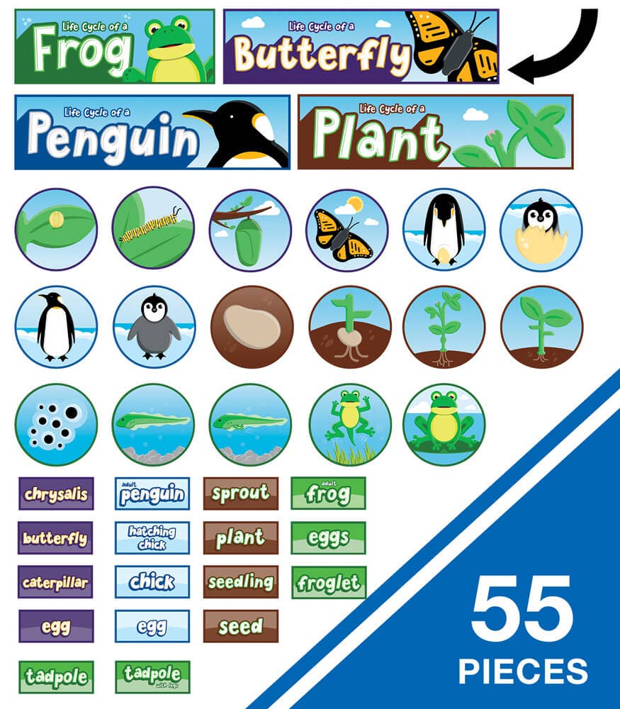Life Cycles Bulletin Board Set