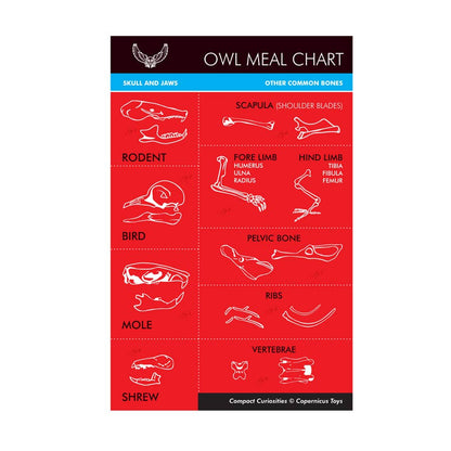 Single Owl Pellet | Compact Curiosities Dissection Kit Science Demo