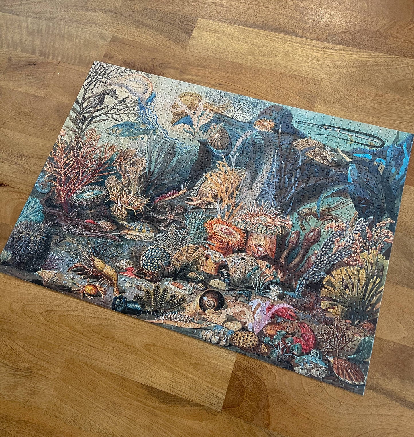 Ecologies Ocean Life Puzzle - Hidden Habitat