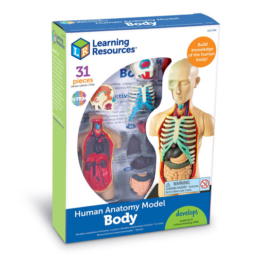 Human Body Anatomy Model