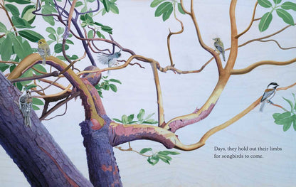 Simon & Schuster - Trees by Tony   Johnston: Hardcover; 40 pages / English